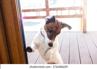 Dog Knocking To The Glossy Door