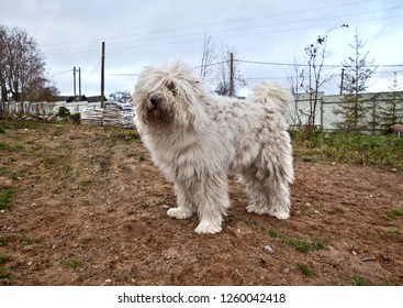 Dog Komondor Images Stock Photos Vectors Shutterstock