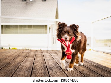 Dog With Kong Dog Toy