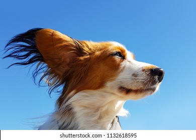 Dog Kooikerhondje In The Wind