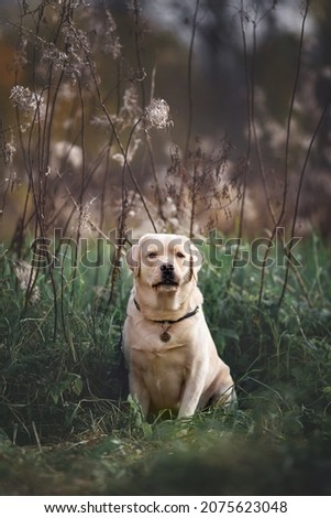 Similar – Labrador retriever Blonde