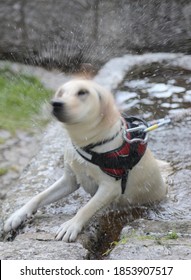 Dog Of Labrador Breeds As He Dries Himself By Shaking His Muzzle Whirling Inside The Fountain Full Of Water