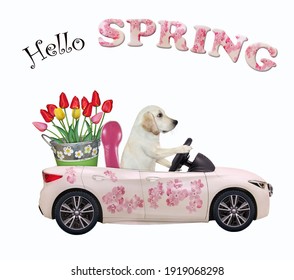 A Dog Labrador Drives A Car Painted With Pink Flowers With A Pail Of Tulips. Hello Spring. White Background. Isolated.