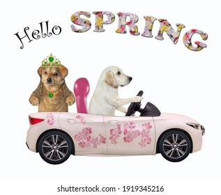 A Dog Labrador Drives A Car Painted With Pink Flowers With A Passenger. Hello Spring. White Background. Isolated.