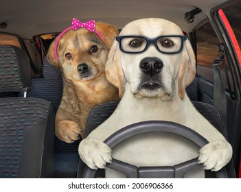 A Dog Labrador In Glasses With His Friend Is Driving A Auto On The Highway At Night.