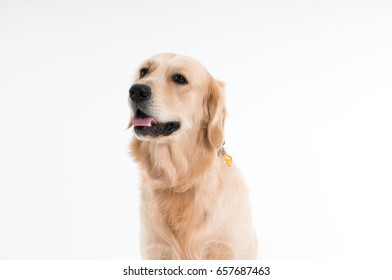 Dog Labrador. Isolated.