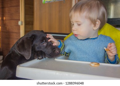 Dog, Labrador And Little Boy. A Dog Begging For Food From A Child.