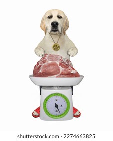 A dog labrador measures a weight of raw meat on a kitchen scale. White background. Isolated. - Shutterstock ID 2274663825