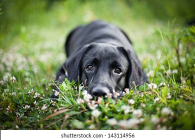 Dog Labrador Nature Of Water