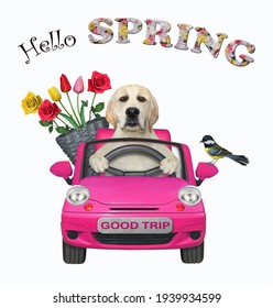 A Dog Labrador With A Pail Of Flowers Is Driving A Pink Car. Hello Spring. White Background. Isolated.