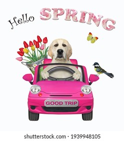 A Dog Labrador With A Pail Of Flowers Is Driving A Pink Car. Hello Spring. White Background. Isolated.