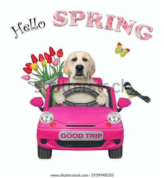 A dog labrador with a\
pail of flowers is driving a pink car. Hello spring. White\
background. Isolated.