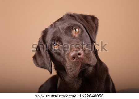 Dog labrador puppy brown chocolate in studio, isolated background headshots of one year old dog.
