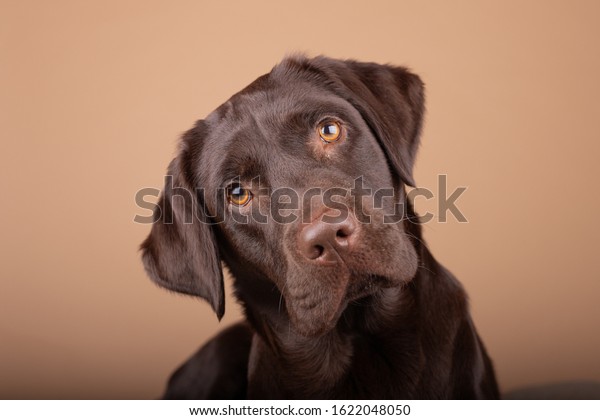 Dog labrador puppy brown\
chocolate in studio, isolated background headshots of one year old\
dog.