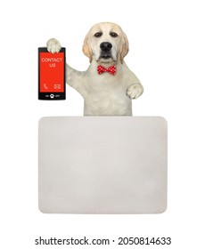 A Dog Labrador In A Red Bow Tie Near A Blank Poster Holds Phone With Text Contact Us. White Background. Isolated.