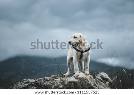 Similar – Foto Bild Unterwegs im Hochgebirge