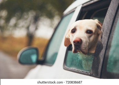 Dog (labrador retriever) looking out of a car window on a rainy day.