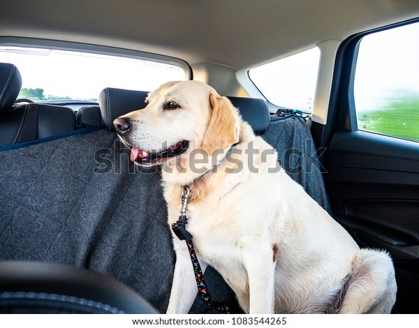 Dog\
labrador retriever with safety belt inside of a\
car.
