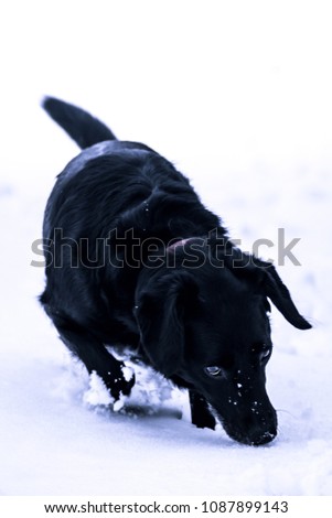 Similar – Image, Stock Photo trainee Winter Snow Animal