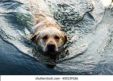 Dog Labrador Swimming In The Water