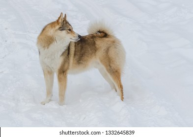 Dog Laika Standing On The Snow-image