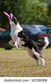 Dog Lands After Jumping In Air To Catch Frisbee