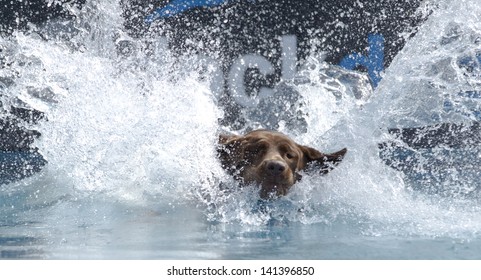 A Dog Lands In A Pool Of Water; Big Splash, Beautiful Landing With Face Visible