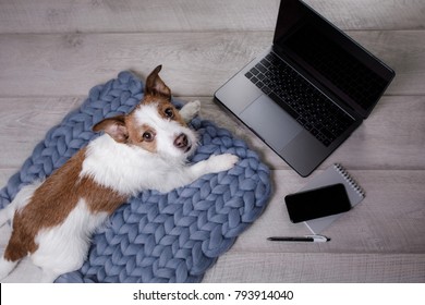 The Dog A Laptop And A Phone. The Pet Is At Home. Jack Russell Terrier