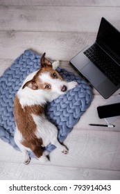 The Dog A Laptop And A Phone. The Pet Is At Home. Jack Russell Terrier