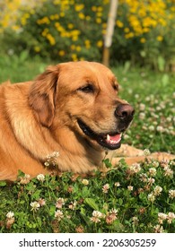 The Dog Laughs Among The Succulent Grass And Clover