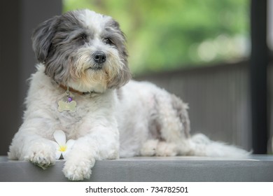 A dog is lay down and keep watching, feeling relax.