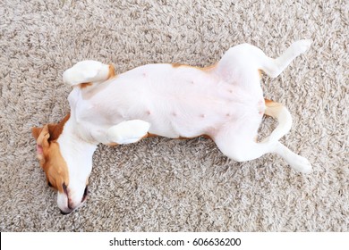 Dog Lay On Back From Above. Happy Beagle Playing Indoors. Funny Dog Relax On Soft Carpet. White Dog Belly On White Fluffy Carpet Background.