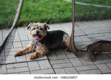 Dog Laying In The Backyard