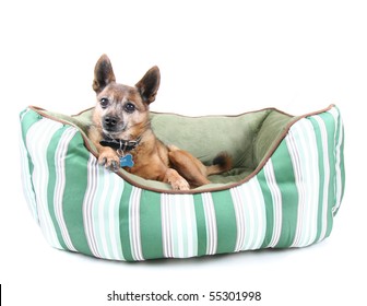 203 Boy Dog Laying On Bed Images, Stock Photos & Vectors 