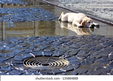 Dog Laying Down And Cooling On Wet Concrete