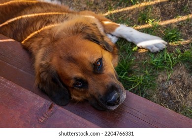 Dog Laying Down Dramatically Outside