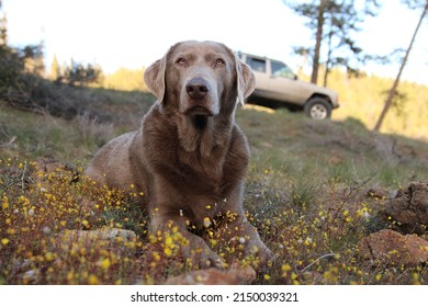 Dog Laying Down With Wildflowers