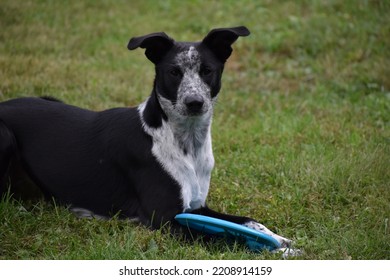 Dog Laying In Grass With Blue Frisbee