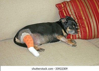 A Dog Laying On A Couch After Surgery.
