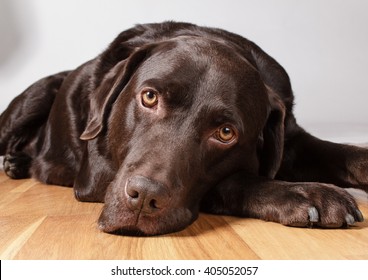 dog laying on floor staring into camera