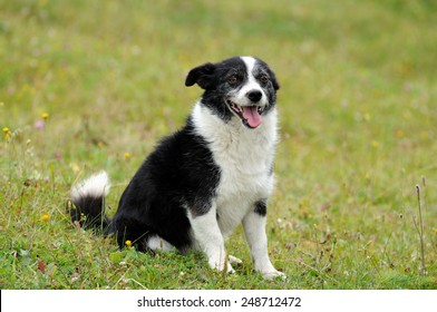 Dog Laying On Grass .