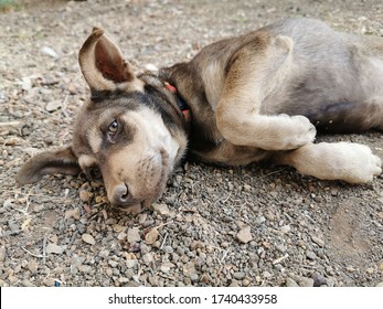 5,679 Dog laying street Images, Stock Photos & Vectors | Shutterstock