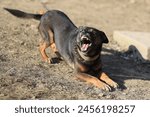 A dog is laying on the ground and has its mouth open. The dog appears to be angry or aggressive