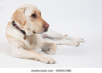 Dog Laying On Her Side Looking To The Right On White Background.