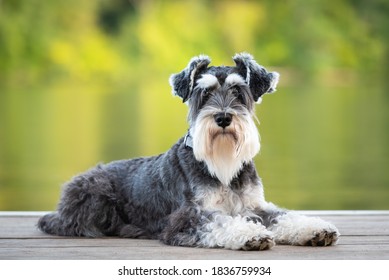 Dog laying on pier of river, green background. Mini schnauzer pup, salt and pepper; black and white obedient dog. He has a long beard and striking eyebrows.  - Shutterstock ID 1836759934
