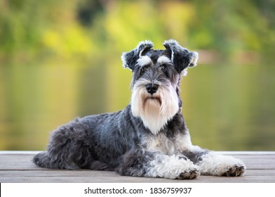 Dog Laying On Pier Of River, Green Background. Mini Schnauzer Pup, Salt And Pepper; Black And White Obedient Dog. He Has A Long Beard And Striking Eyebrows. 