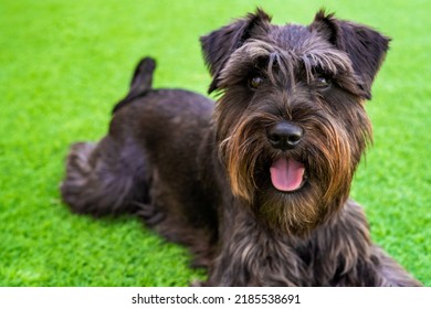 Dog laying on pier of river, green background. Mini schnauzer pup, black obedient dog. He has a long beard and striking eyebrows.