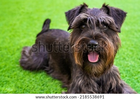 Dog laying on pier of river, green background. Mini schnauzer pup, black obedient dog. He has a long beard and striking eyebrows.