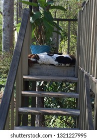 Dog Laying On Top Step Of Stairs