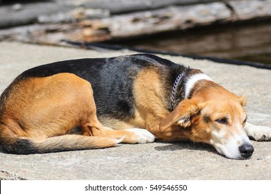 Dog Laying Sun Stock Photo 549546550 